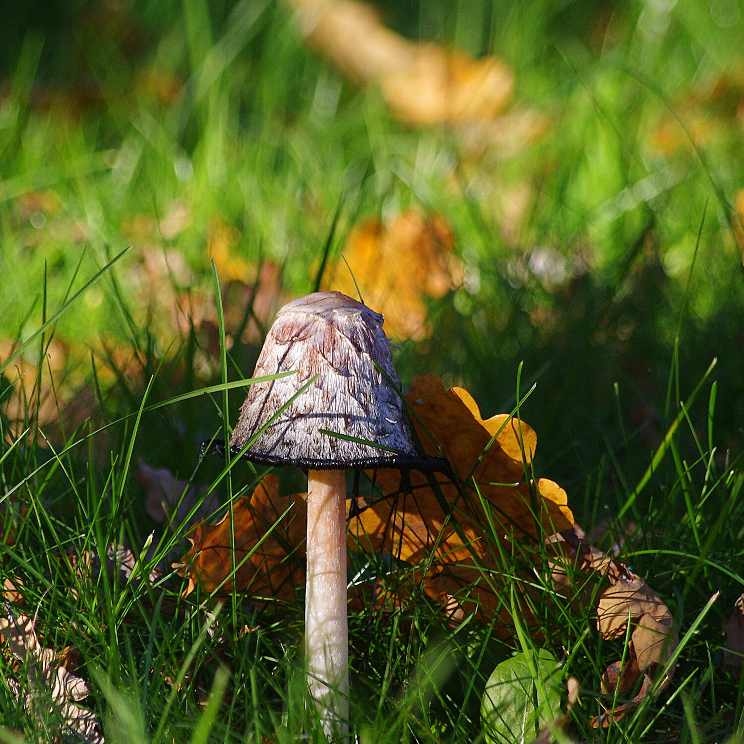 Photo #13957992
