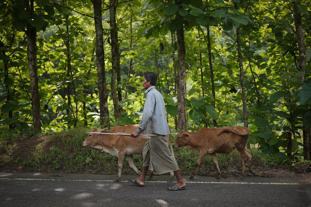 The Guardian of the Forest Road