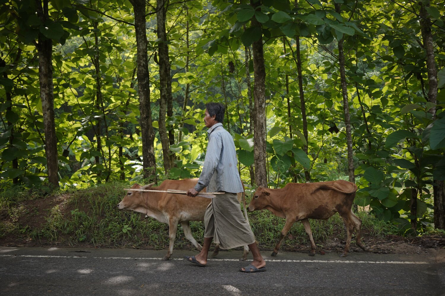 The Guardian of the Forest Road