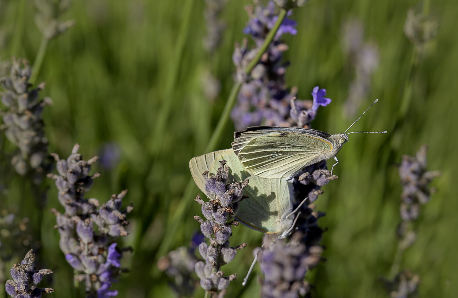 Фотография #13958058