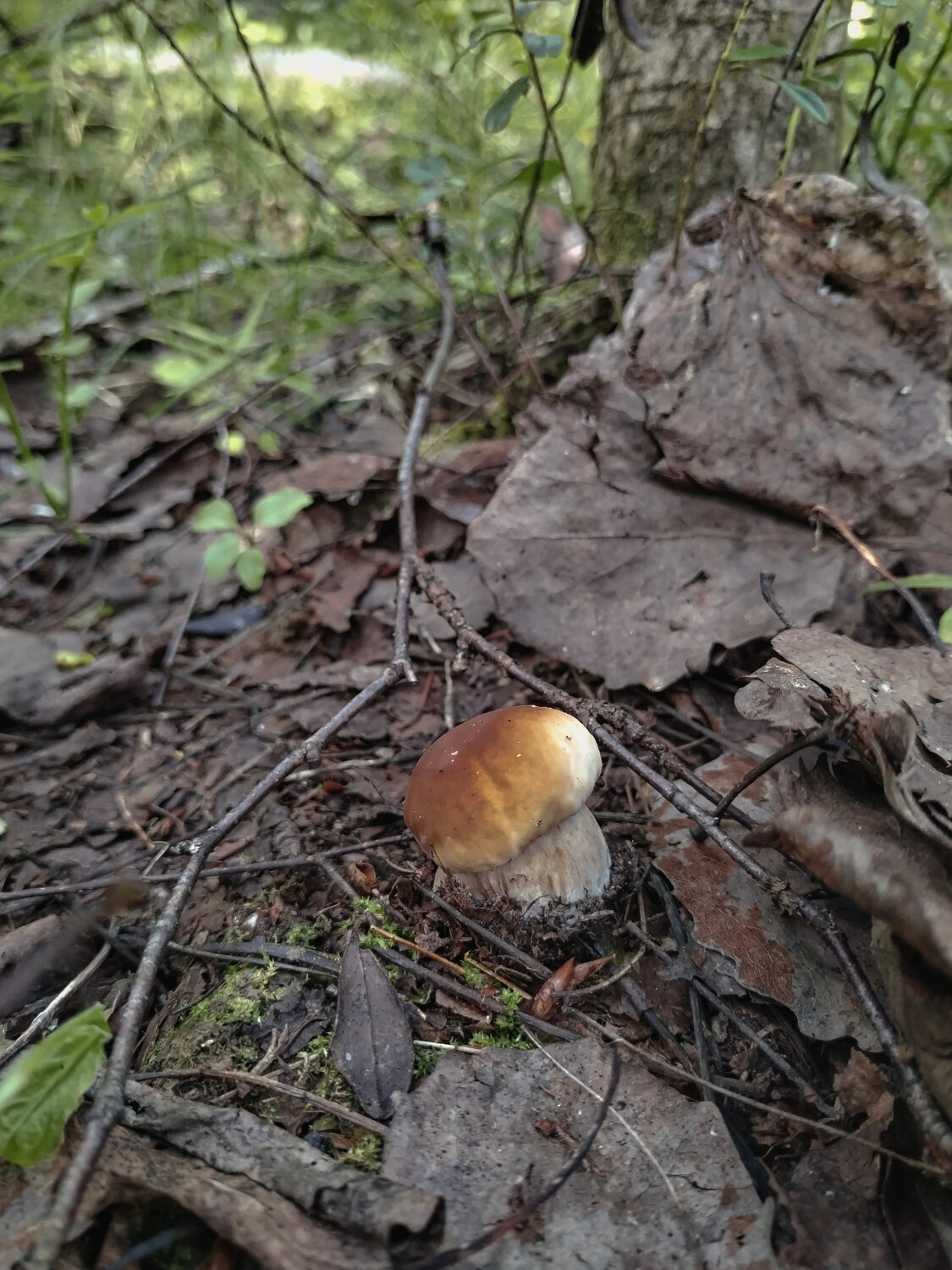 Photo #13958085