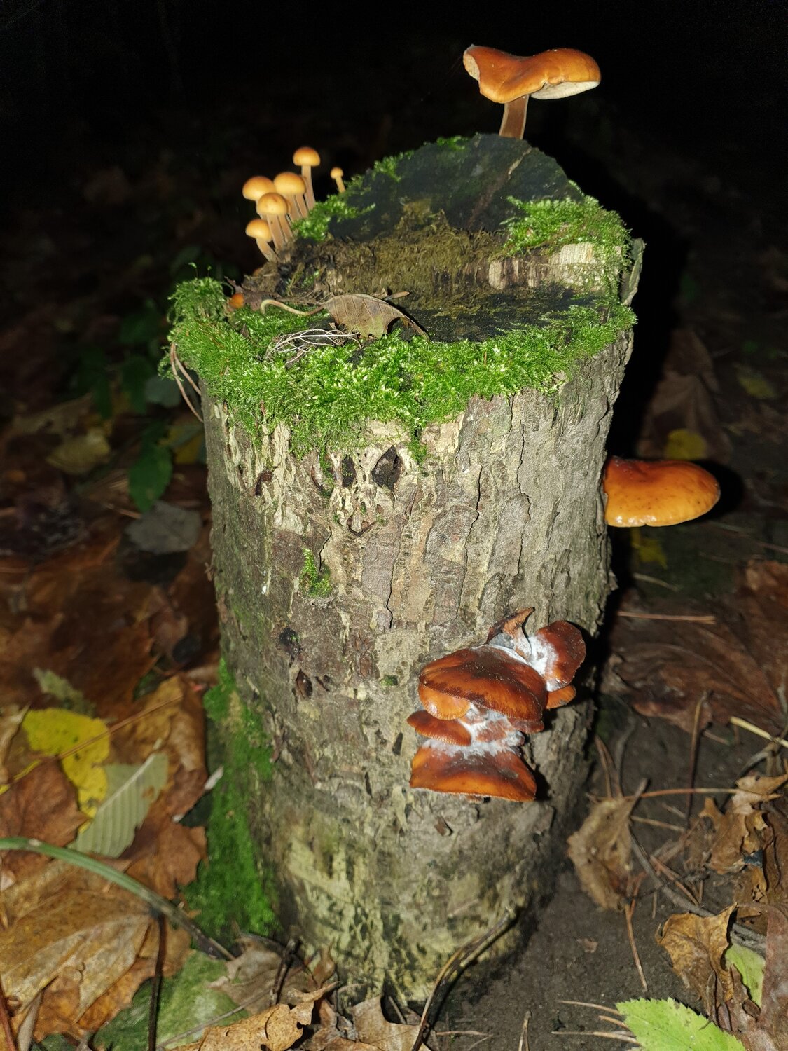 Photo #13958204