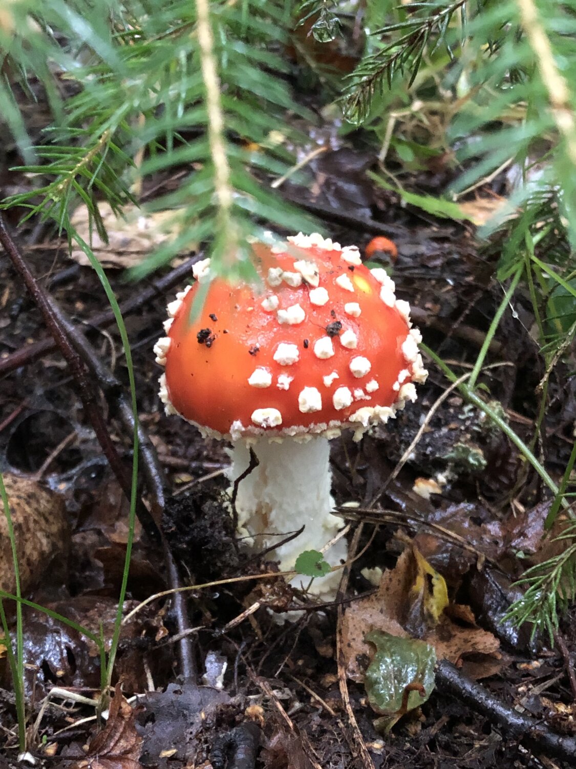 Photo #13958445