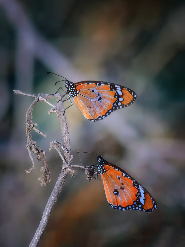 Photograph by Марина Ческис