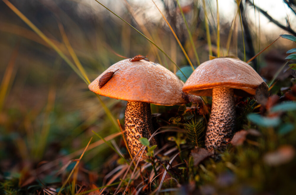 Photograph by Екатерина Лазуткина