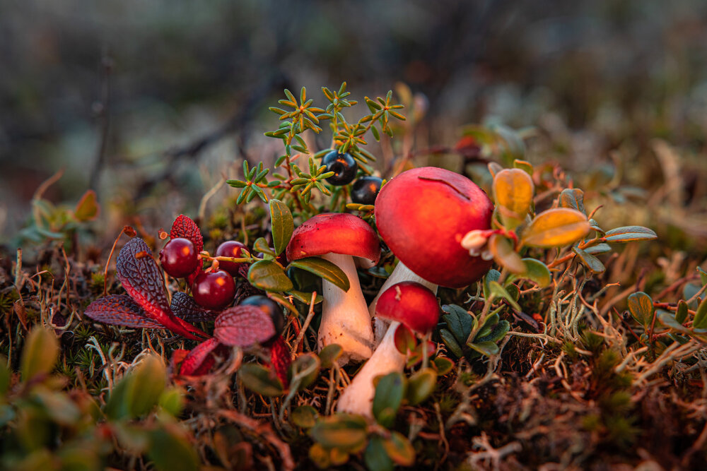 Photograph by Екатерина Лазуткина