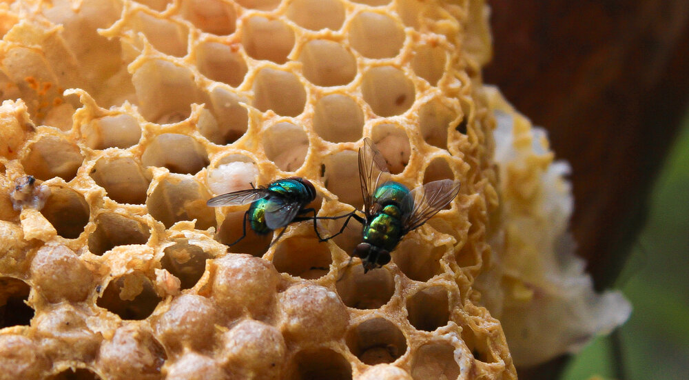 Photograph by Евгения Флиорчук