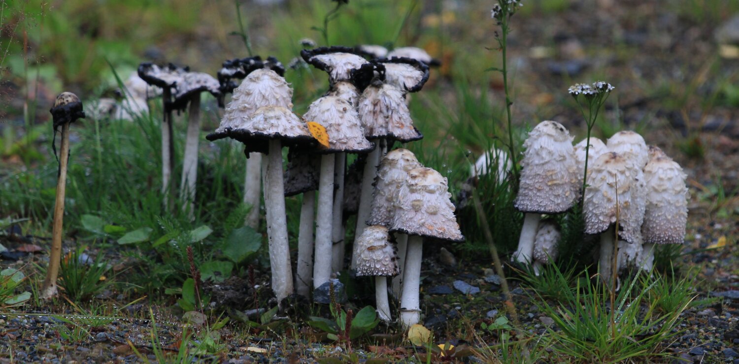 Photo #13958673