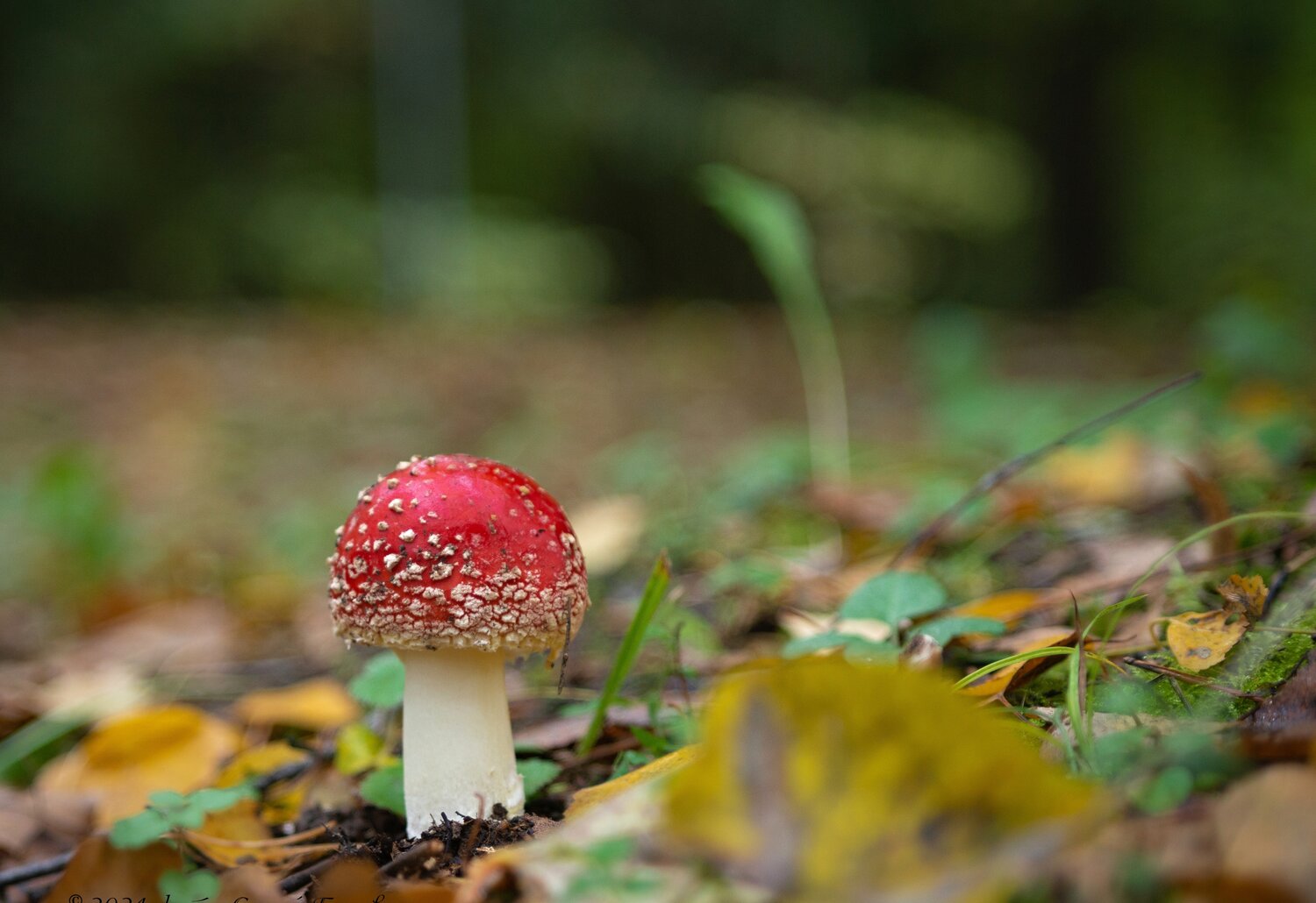 Photo #13958709