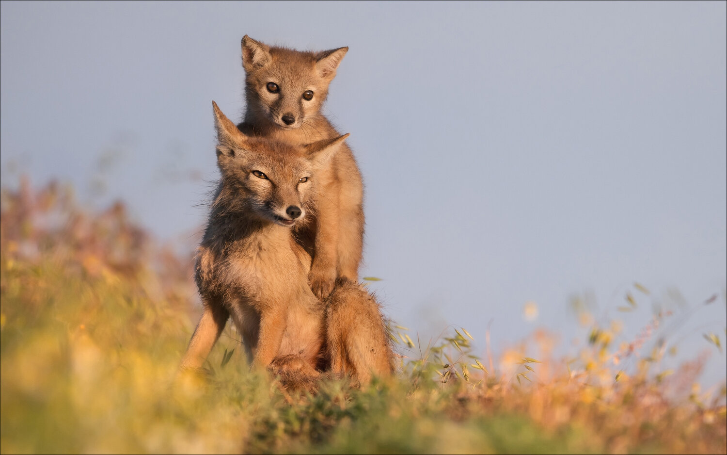 Photo #13958722