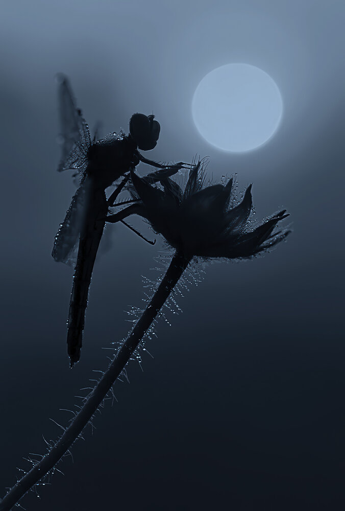 Photograph by Марина Брыдня