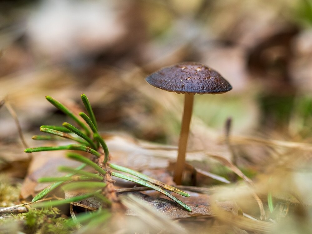 Photograph by Владимир Перепечаев