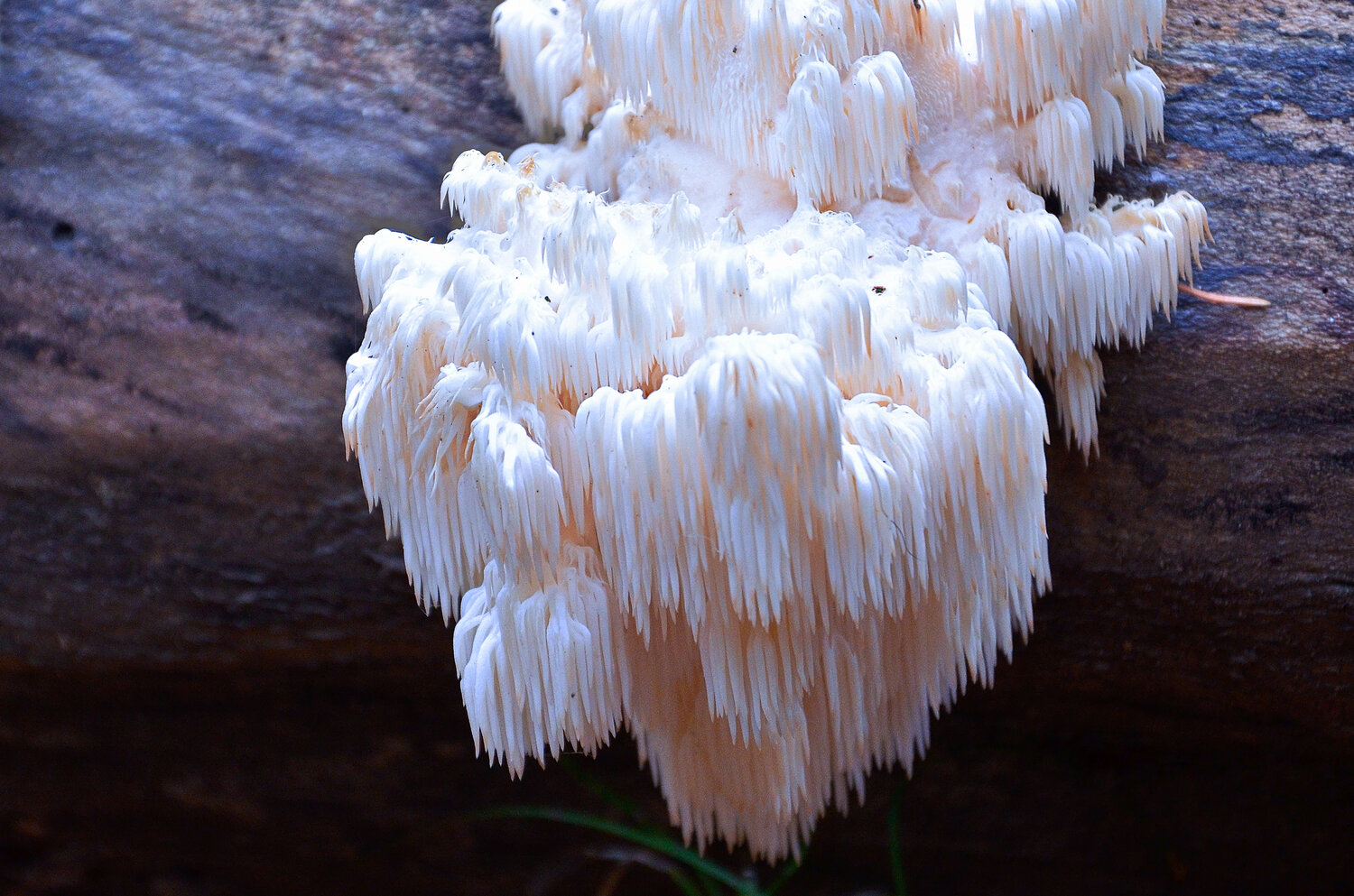 Photo #13959000