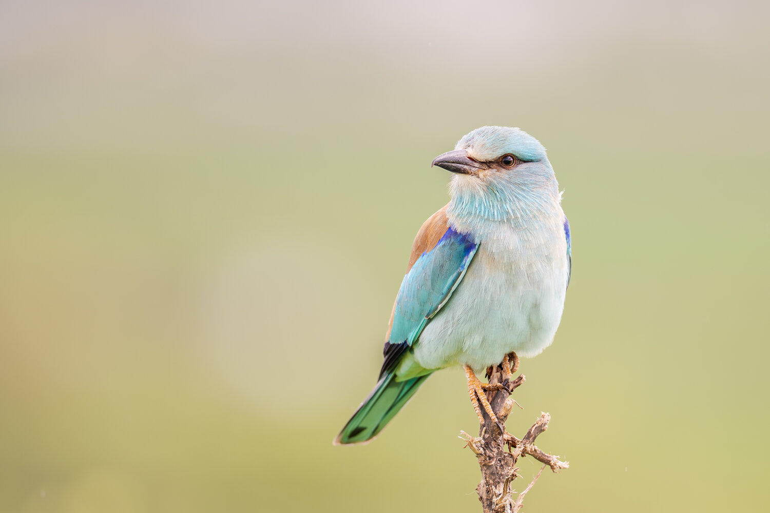 European Roller European Roller