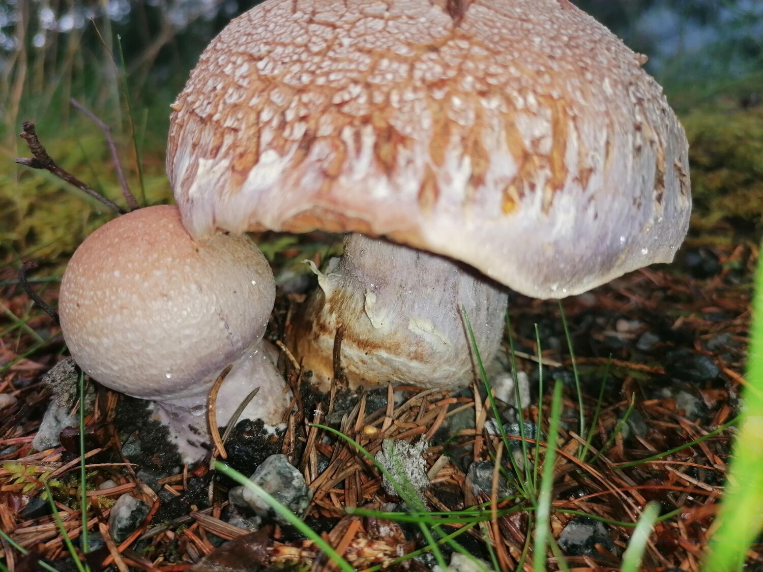 Photo #13959082
