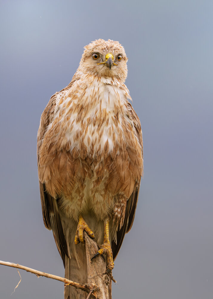 Long-legged Buzzard