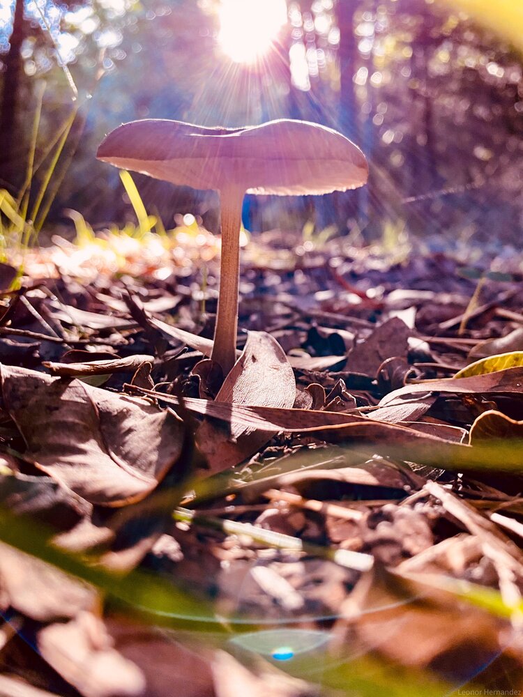 Photograph by Leonor Hernandez