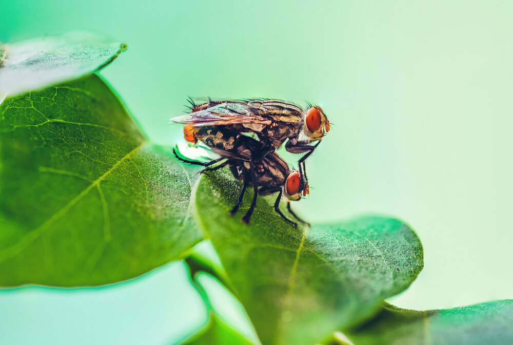 Two flesh flies mating
