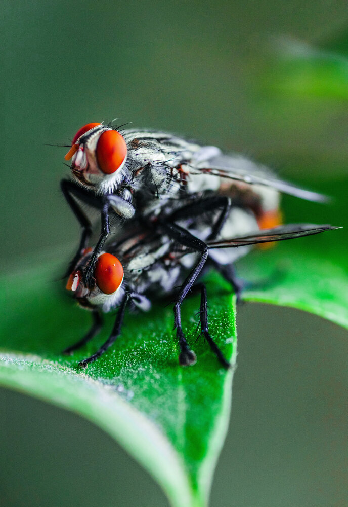 Two flesh flies mating on a leaf edge