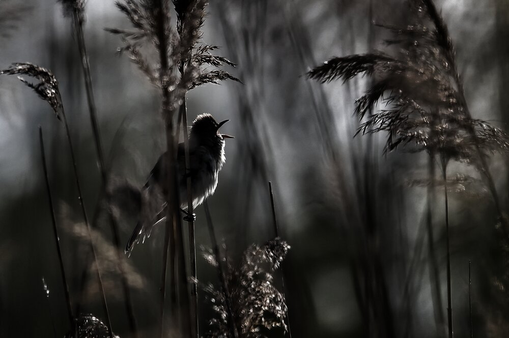 Spirit of the Reeds