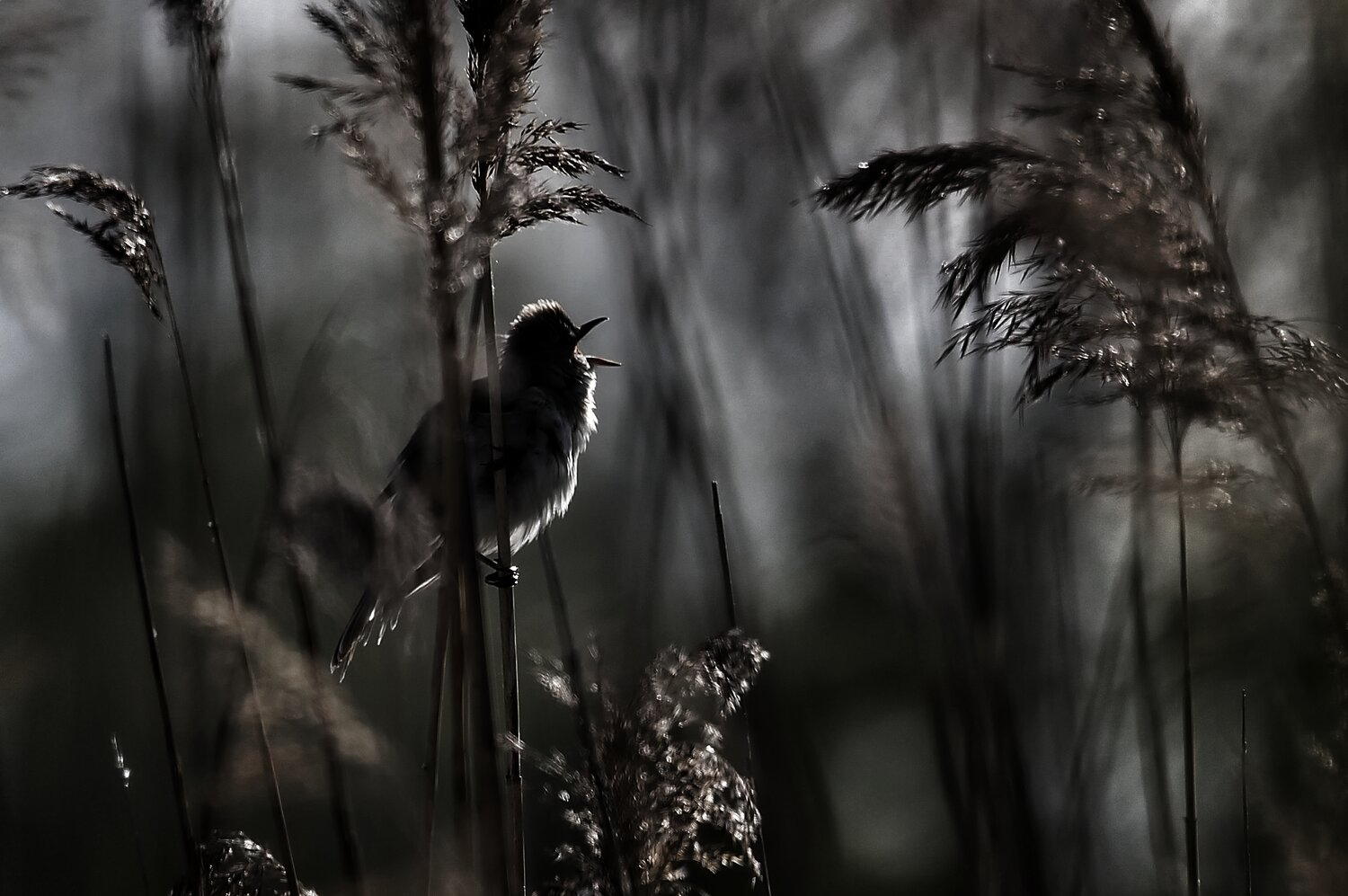 Spirit of the Reeds