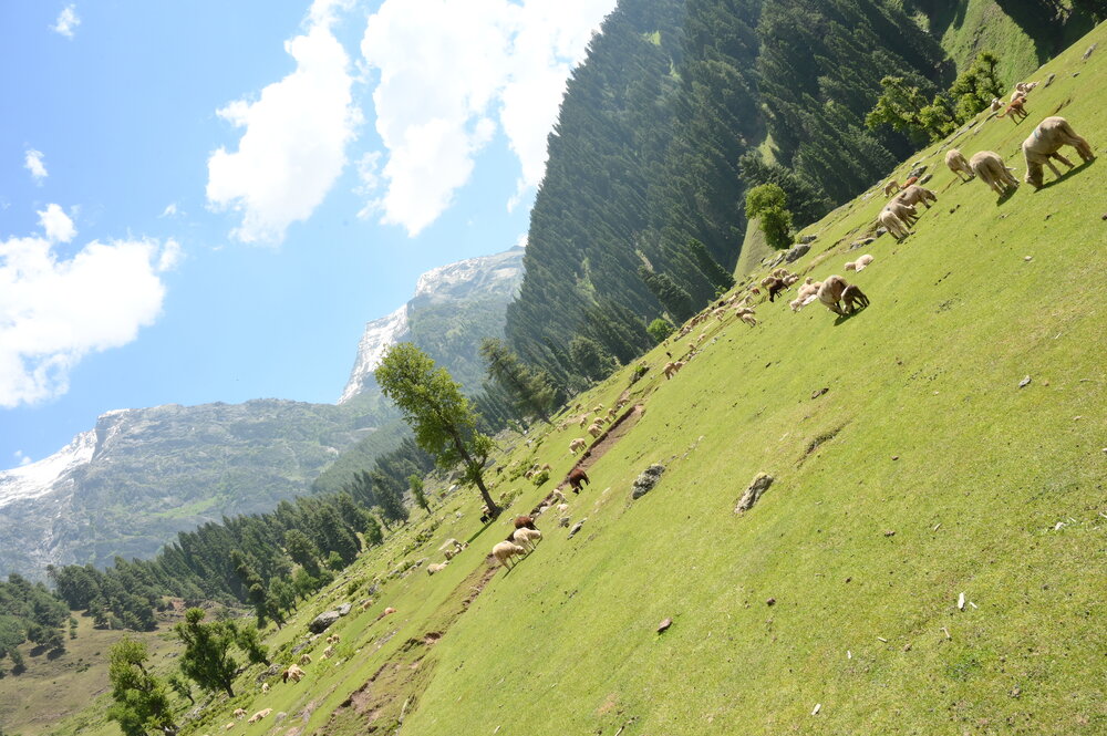 Alpine Meadow Harmony