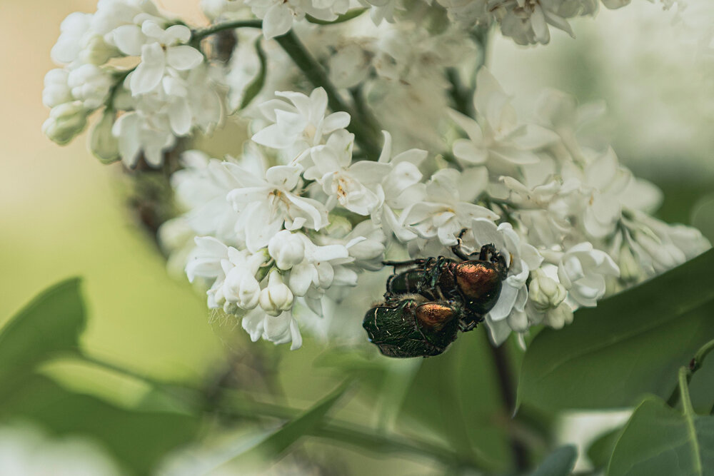 Photograph by ИРЕНА Цурпал
