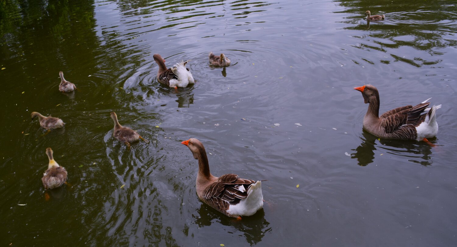 Photo #13959764