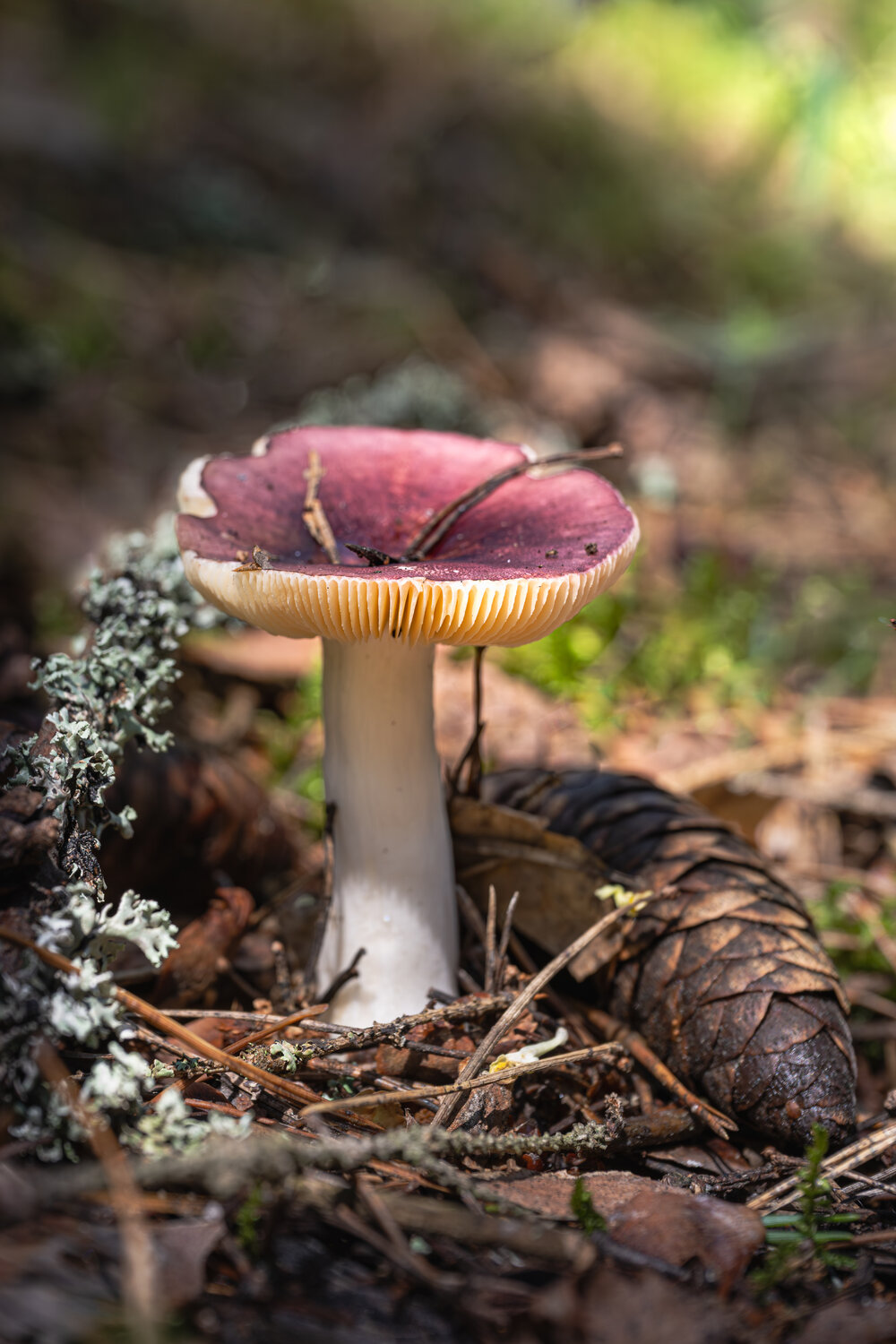 Сыроежка малиновая (Russula)