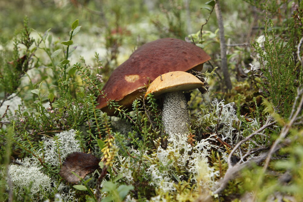 Photograph by Елена Алексеева