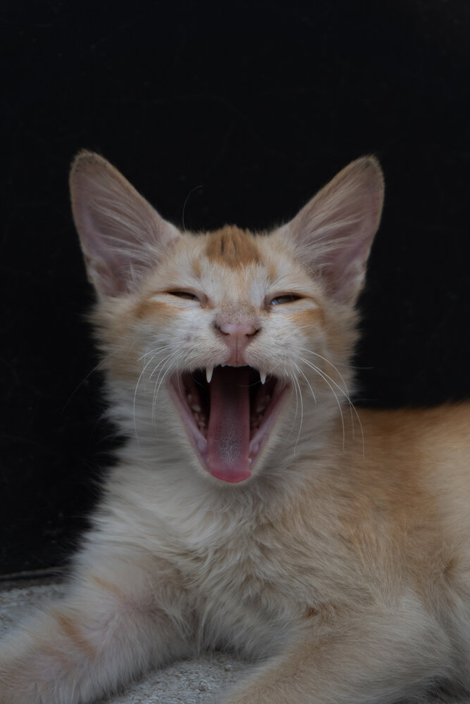Roaring...