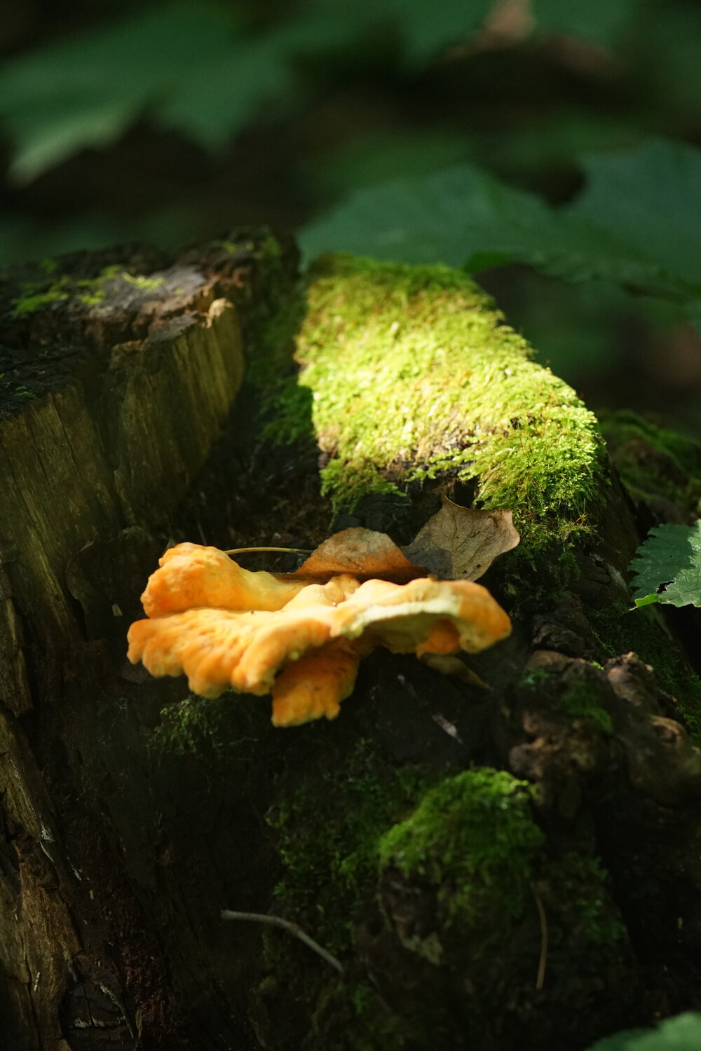 Photo #13960103