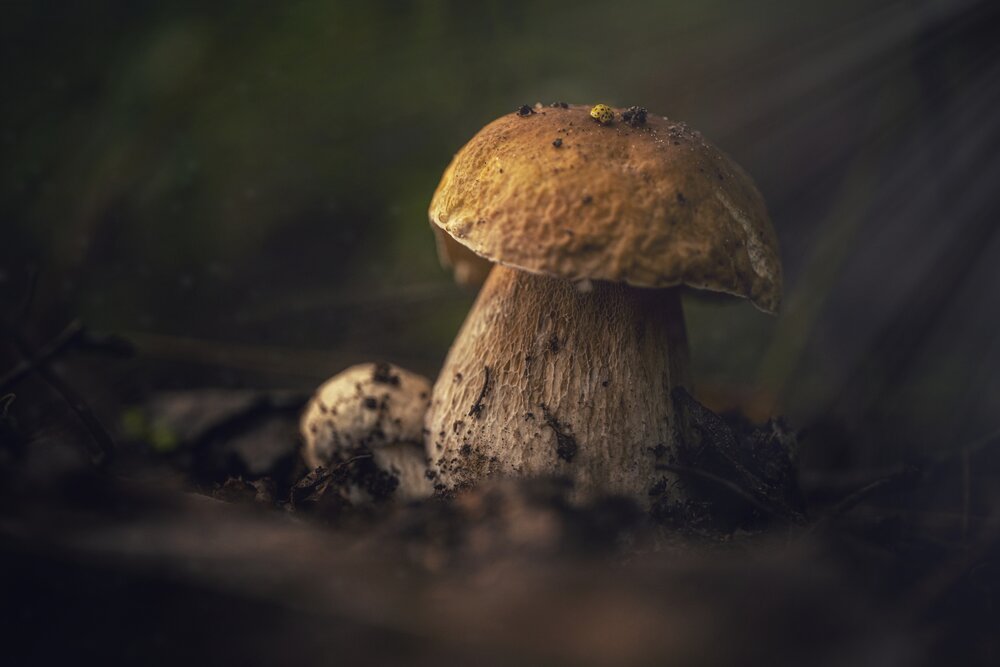 Photograph by Владимир Коновалов