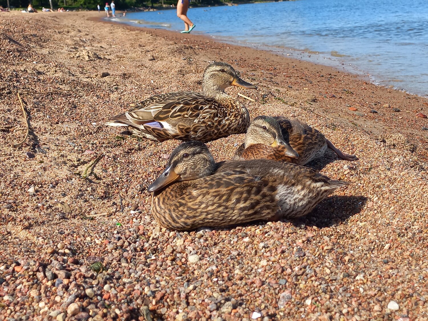 Photo #13960129
