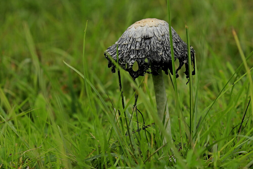 Photo #13960449