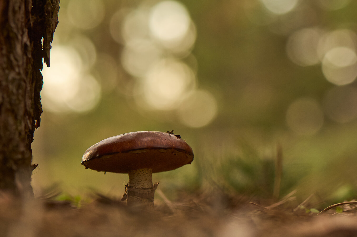 Photo #13960486