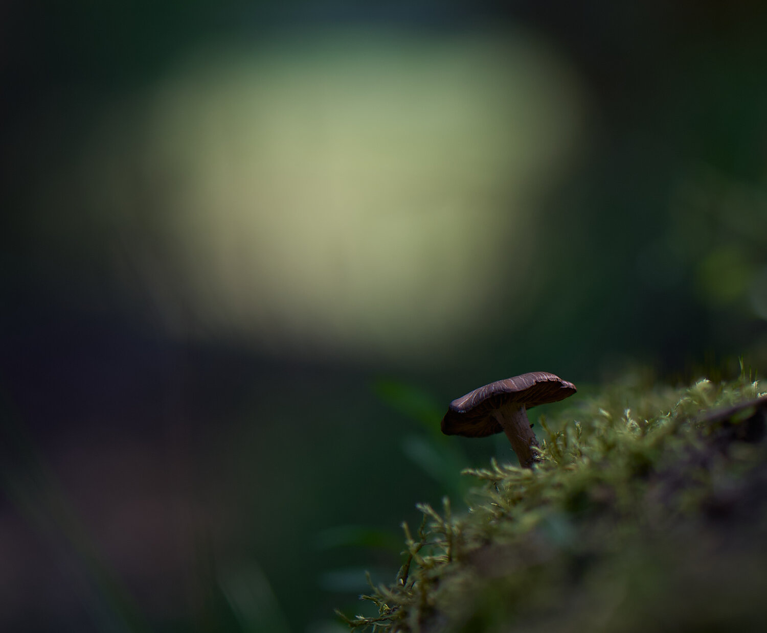 Photo #13960497