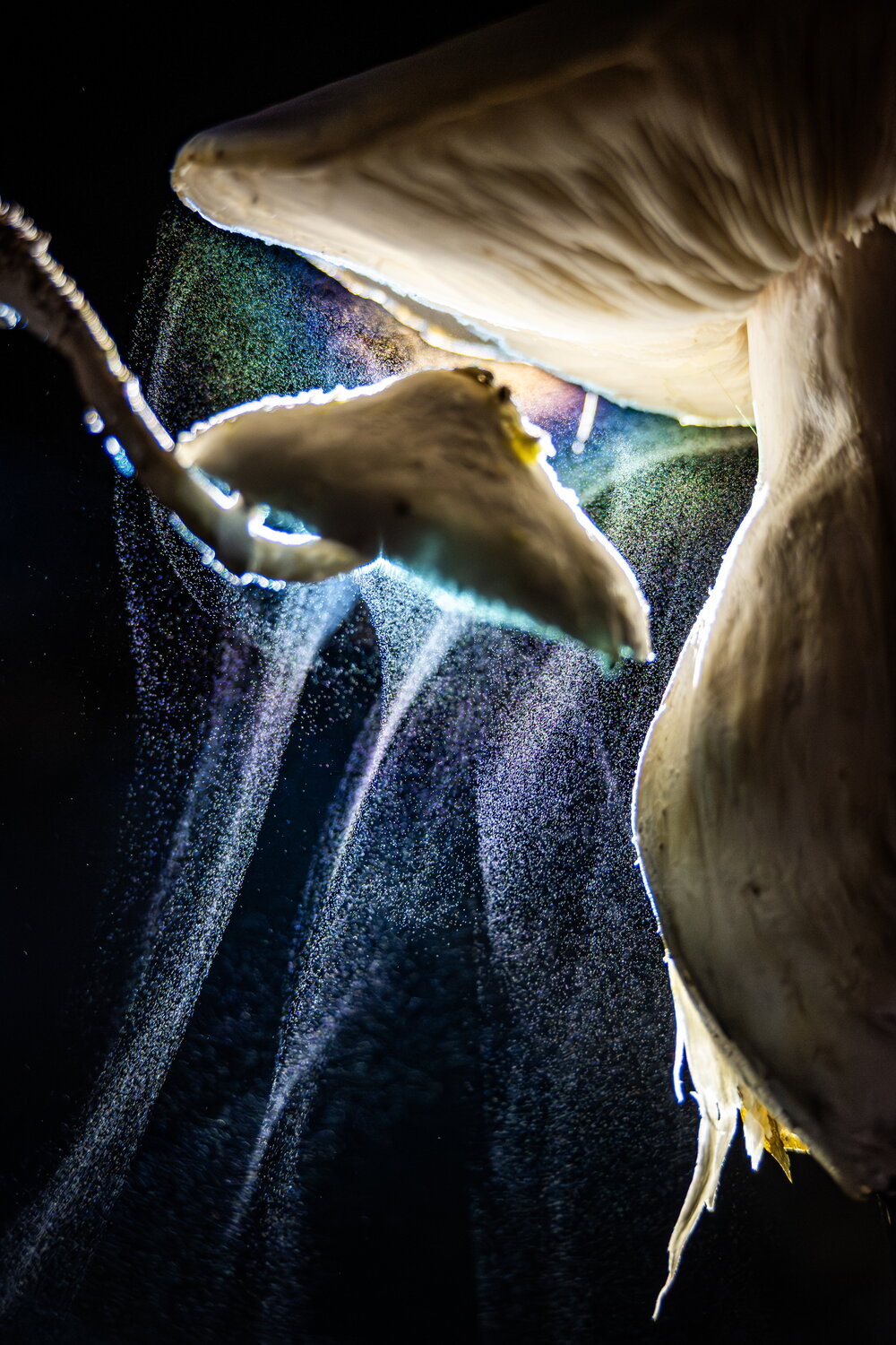 Photo #13960517
