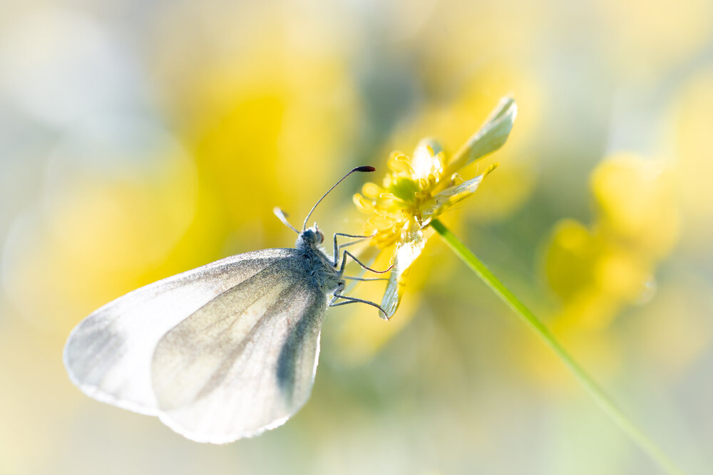 Photograph by Anna Levina