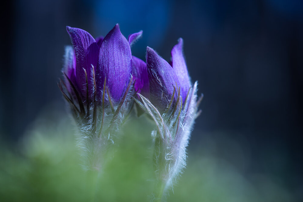 Photograph by Anna Levina