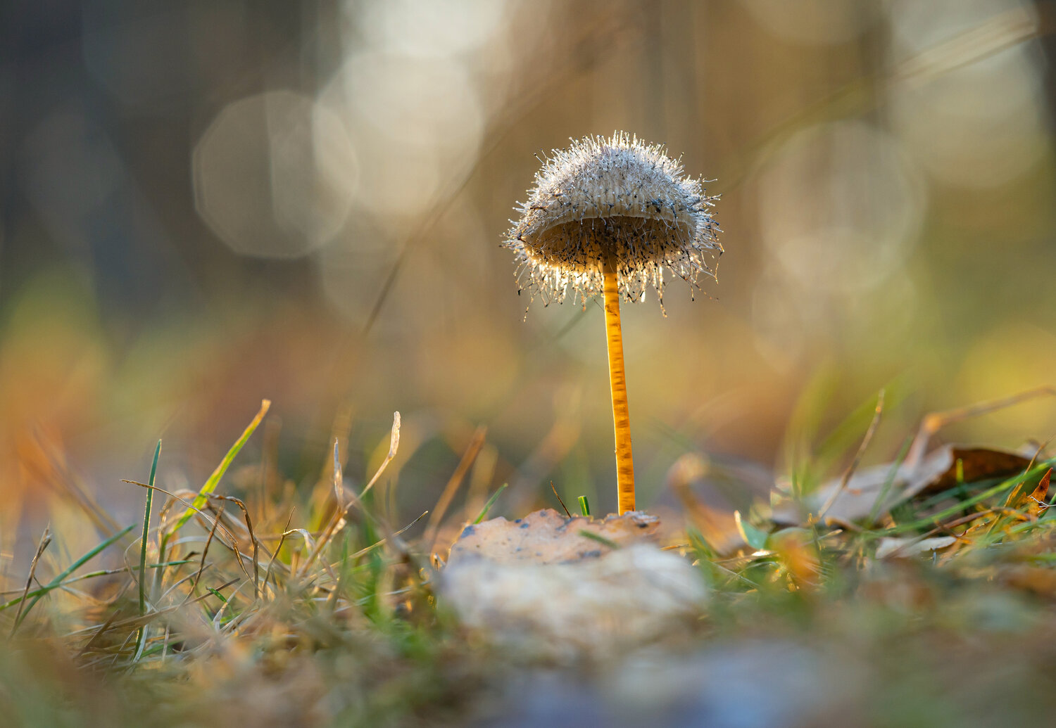 Photo #13960587