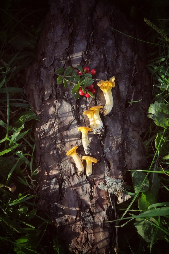Photograph by Ольга Решетникова