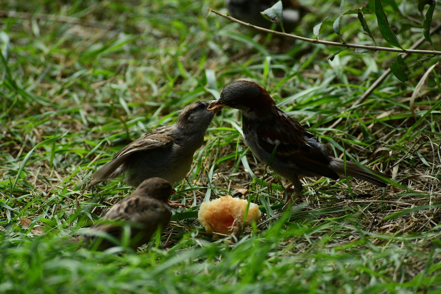 Photo #13960639