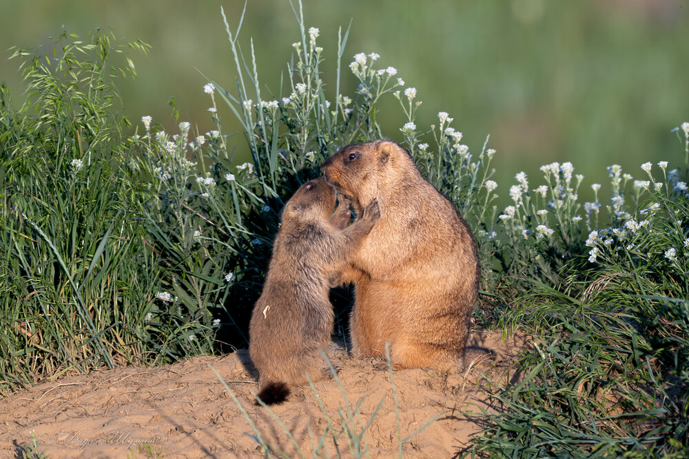 Photograph by Шульгин Вадим