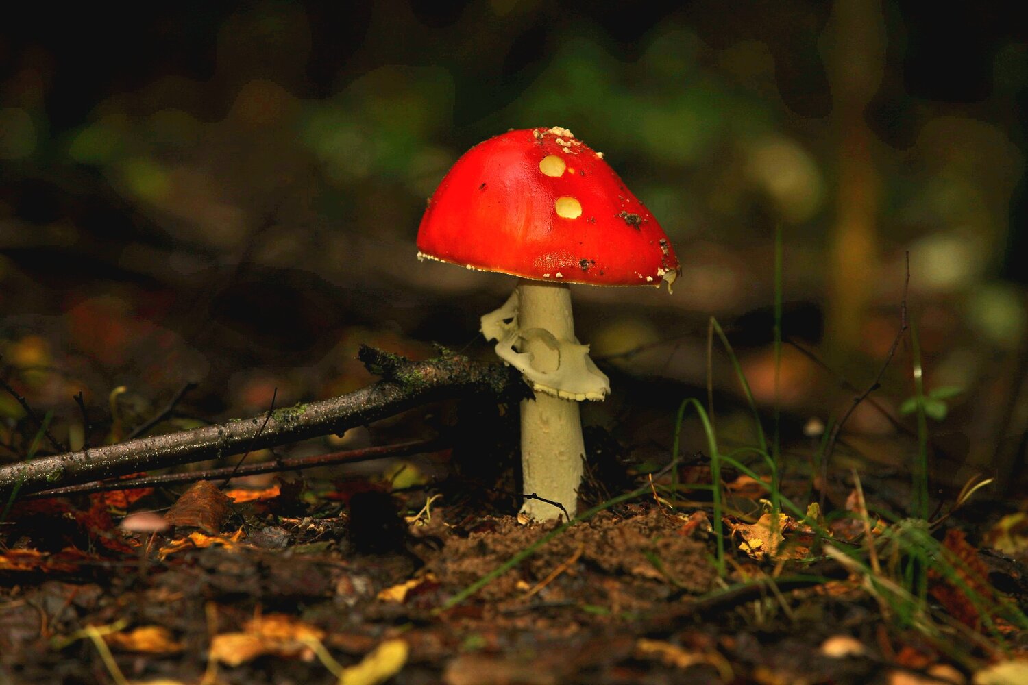 Photo #13960974