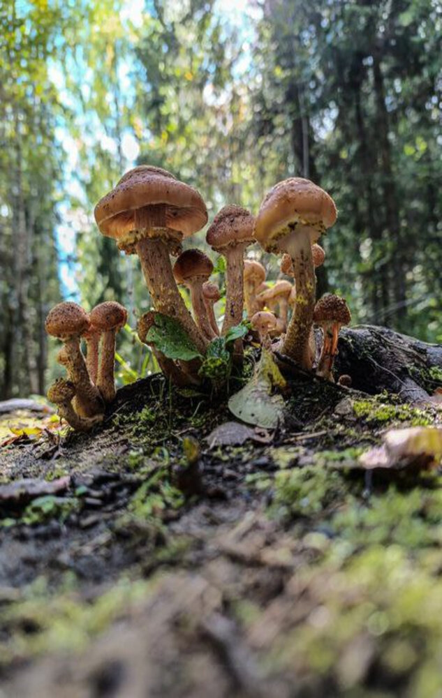Photograph by Алла Узкая
