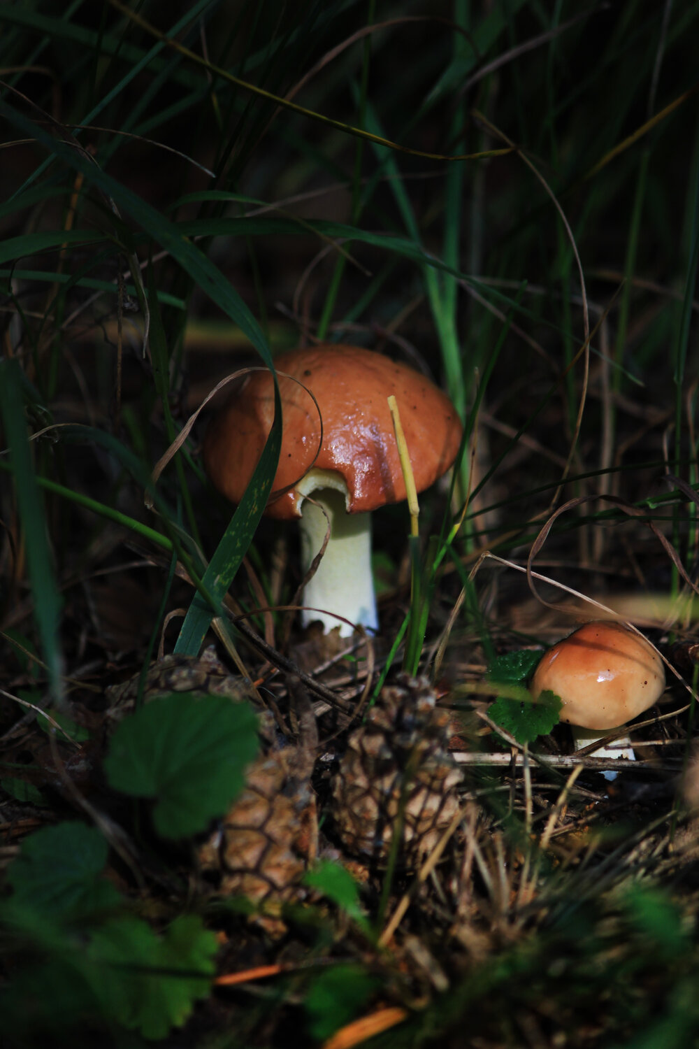 Photo #13961345