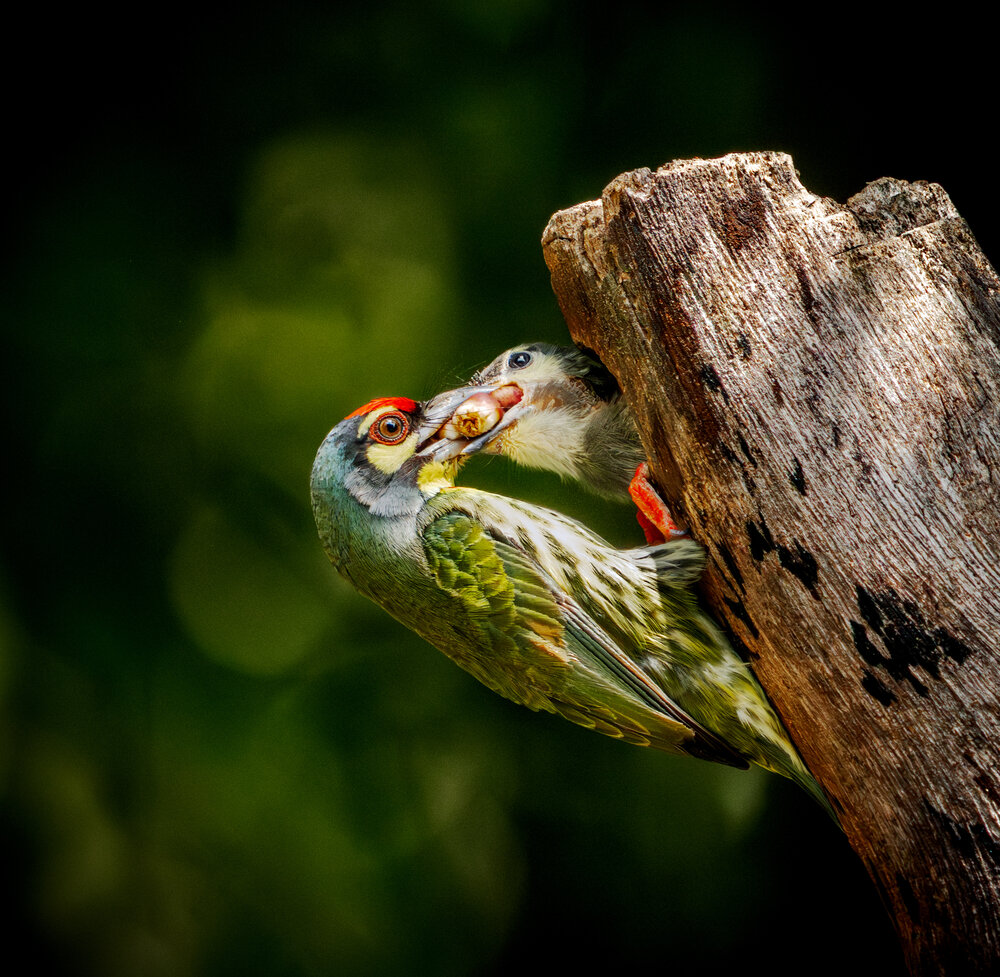 Photograph by Lê Huy Anh