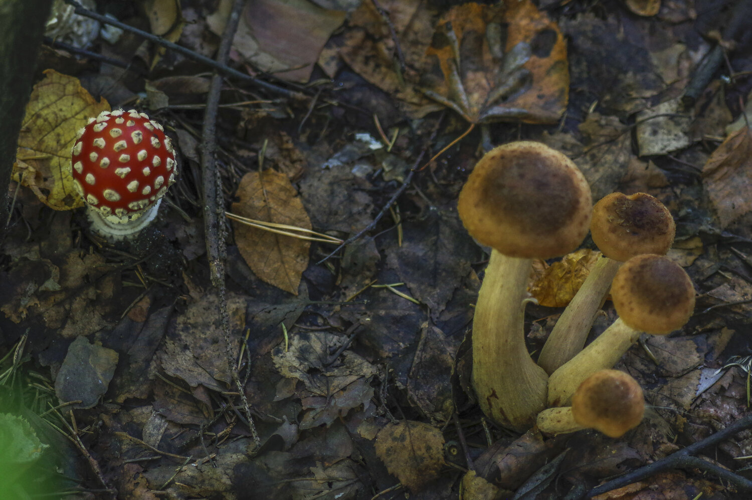 Photo #13961458