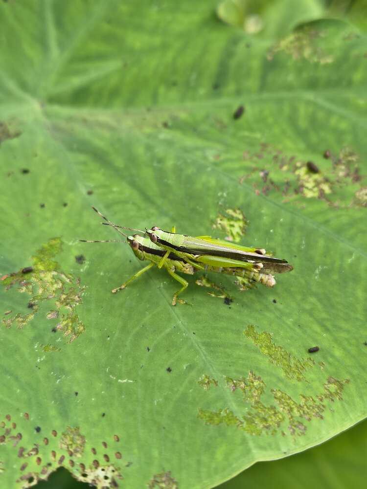 Grasshopper